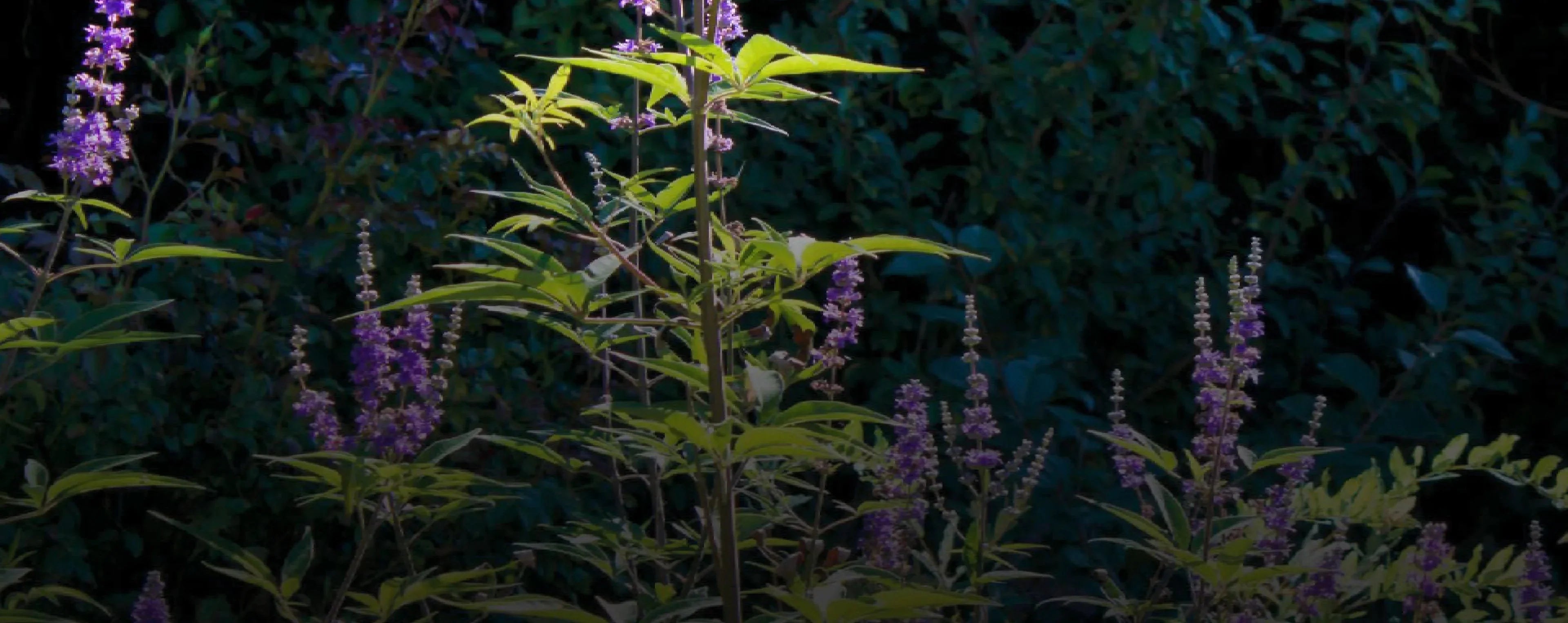 Vitex: A Vital Herb for Well-being and Performance - Day One Performance